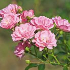 Roses at Rosemoor